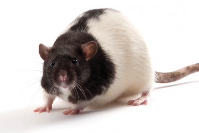 Animal Models of Obesity: A Crash Course