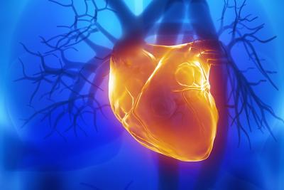 Cardiovascular Safety In Vitro Models