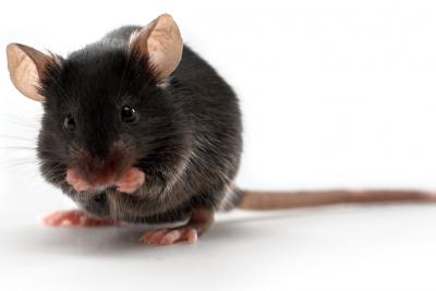 Mouse Wanderlust, Neuronal Development and Individuality