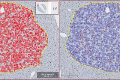 “Digitizing is Believing” with the New Microscope