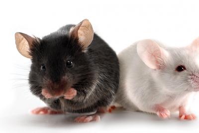 Transgenic Mouse Models as Alternatives