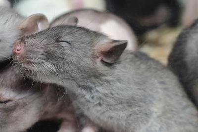 Maximizing the Potential of the 3Rs