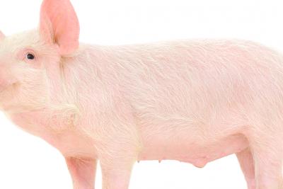 Rethinking the Minipig
