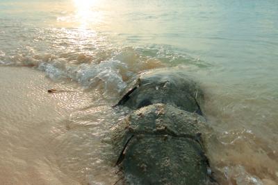 horseshoe crab wading in water