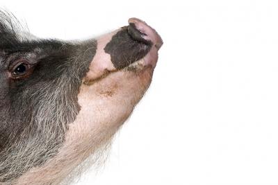 More on Minipigs