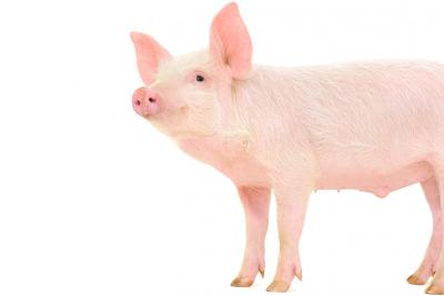 Göttingen minipig for nonclinical safety testing