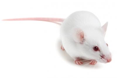 The Utility of Super Immunodeficient Mice