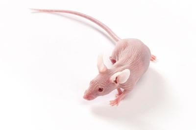 “Covering” Cardiovascular Safety in Repeat-Dose Studies