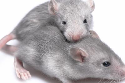 Between 3Rs: How PREPARE Can Reduce Animal Use