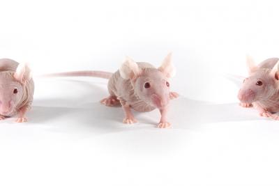 Improving Cancer Drugs with Animal “Avatars”