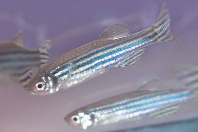 Little Fish Makes Big Splashes in Biomedical Research