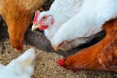 Image of chickens eating.