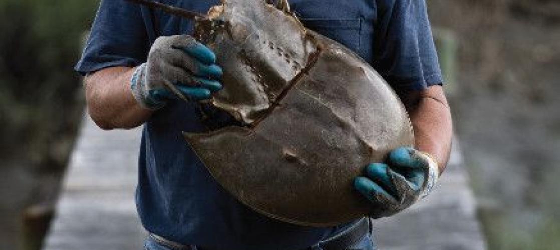 man on a wooden dock holding a horseshoe crab