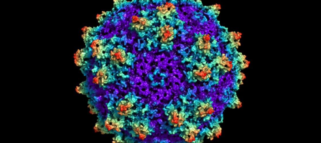 Illustration of Recombinant adeno-associated virus (rAAV) 