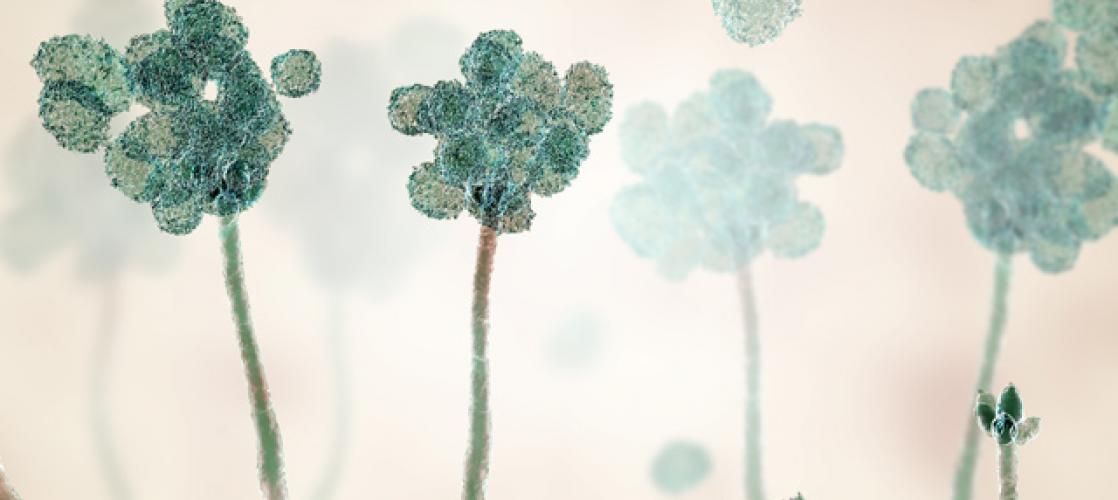 microscopic image of mold spore