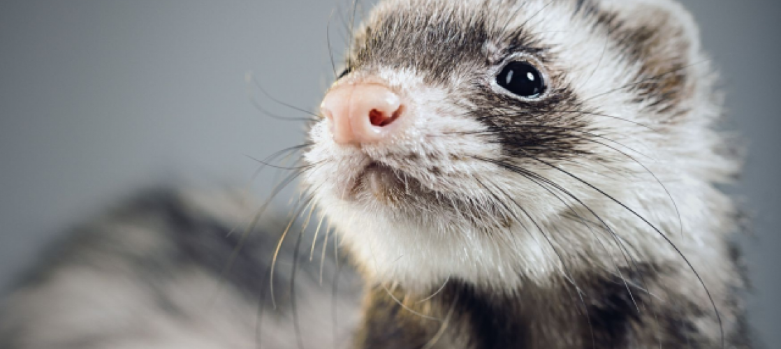 ferret