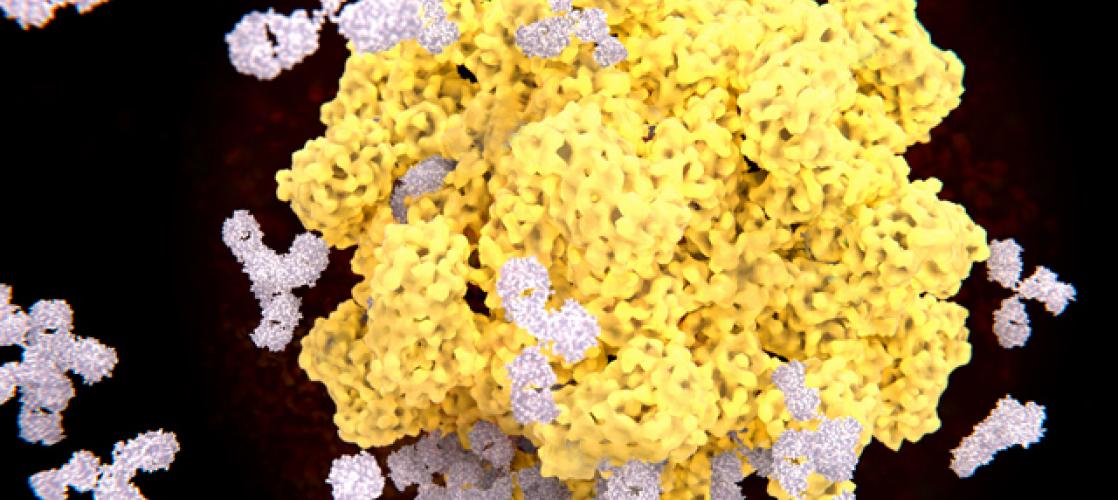 Antibody-drug conjugate (ADC)