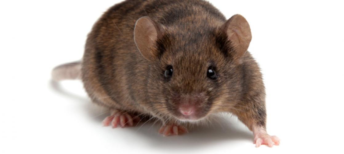 chimeric mouse