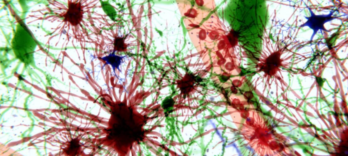 neurons
