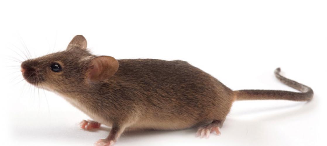 light brown transgenic mouse